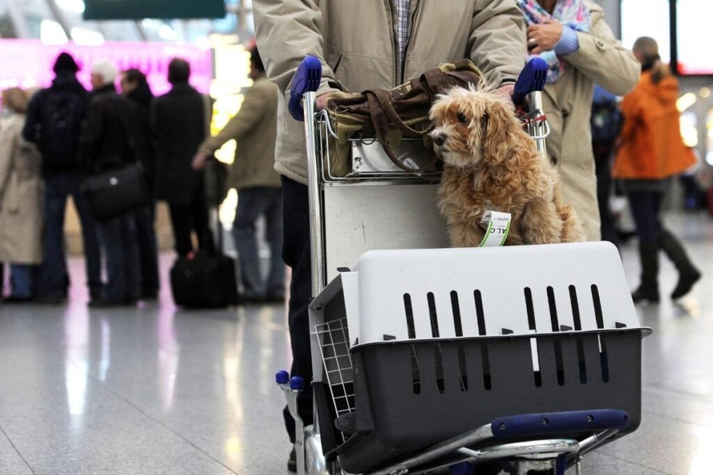 panorama pet cabine panorama cachorro na cabine do avião