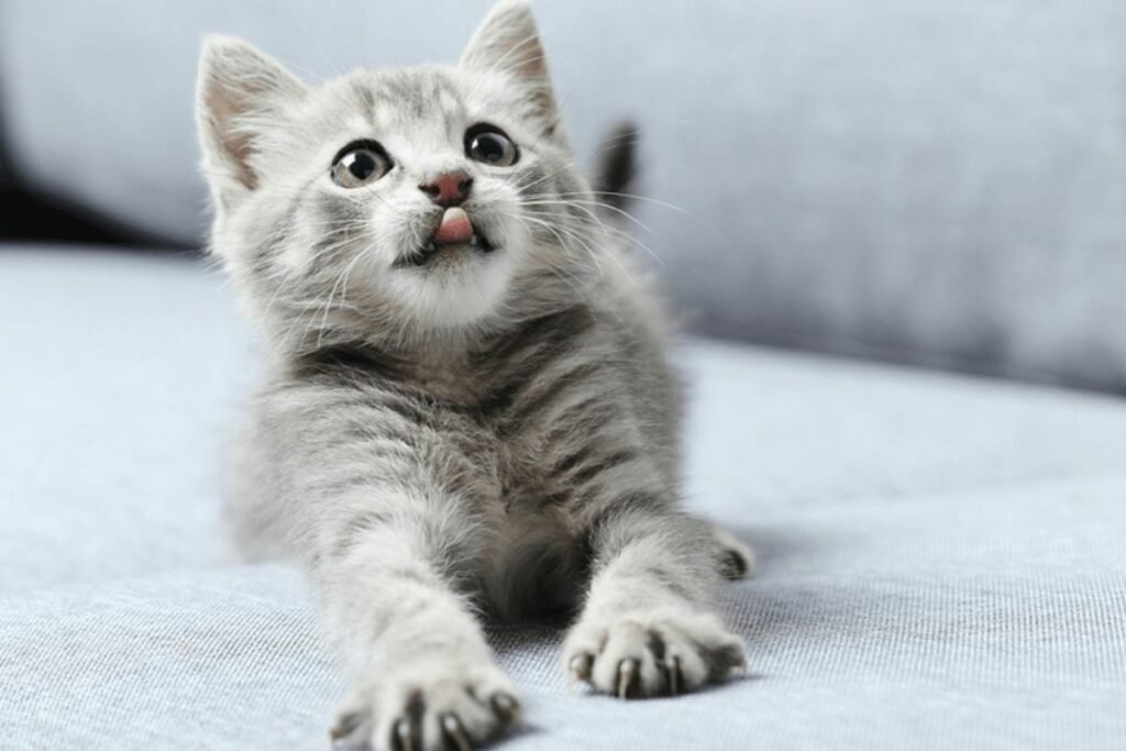 Gato Amassando Pãozinho