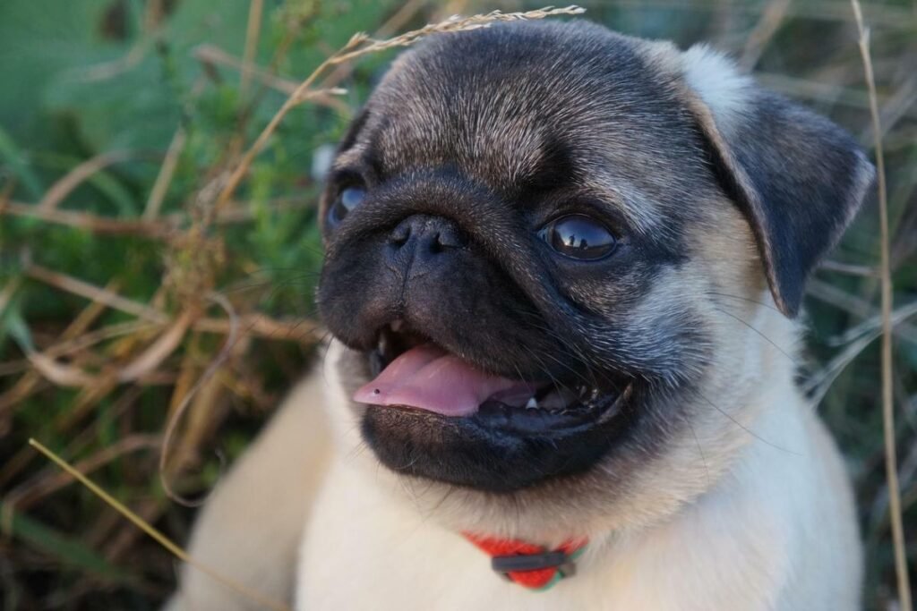 Pug e Bulldog Francês são frequentemente confundidos