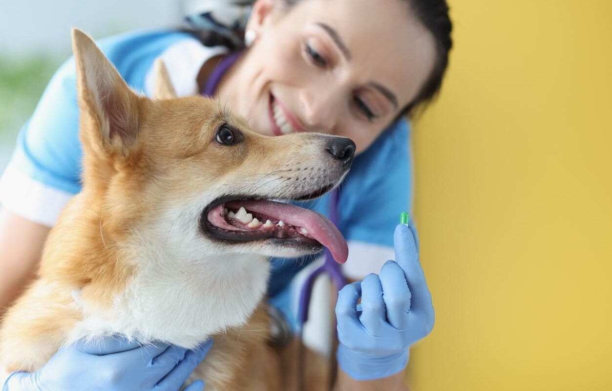 cachorro com gengiva branca
