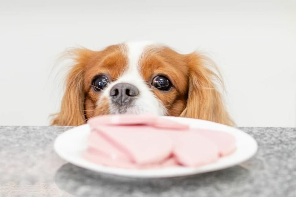 cachorros podem comer presunto?
