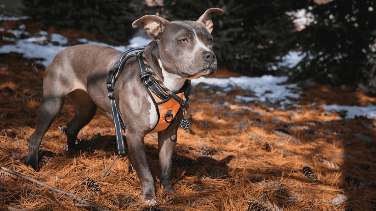 como é a coleira anti puxão