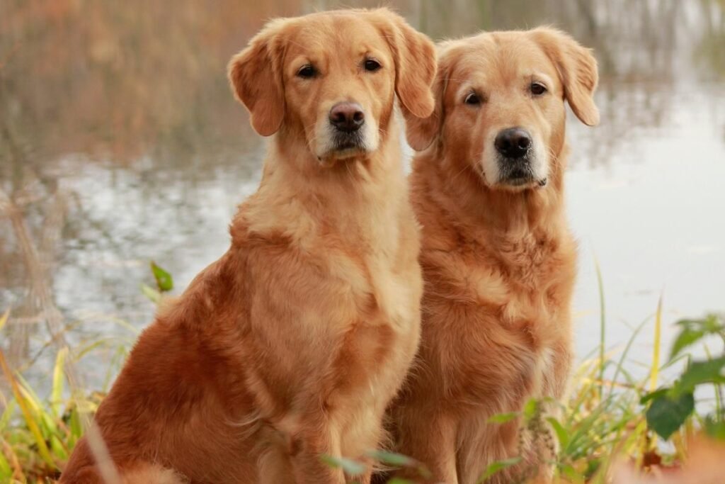 aparencia do golden retriever