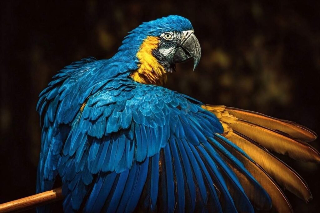 arara azul