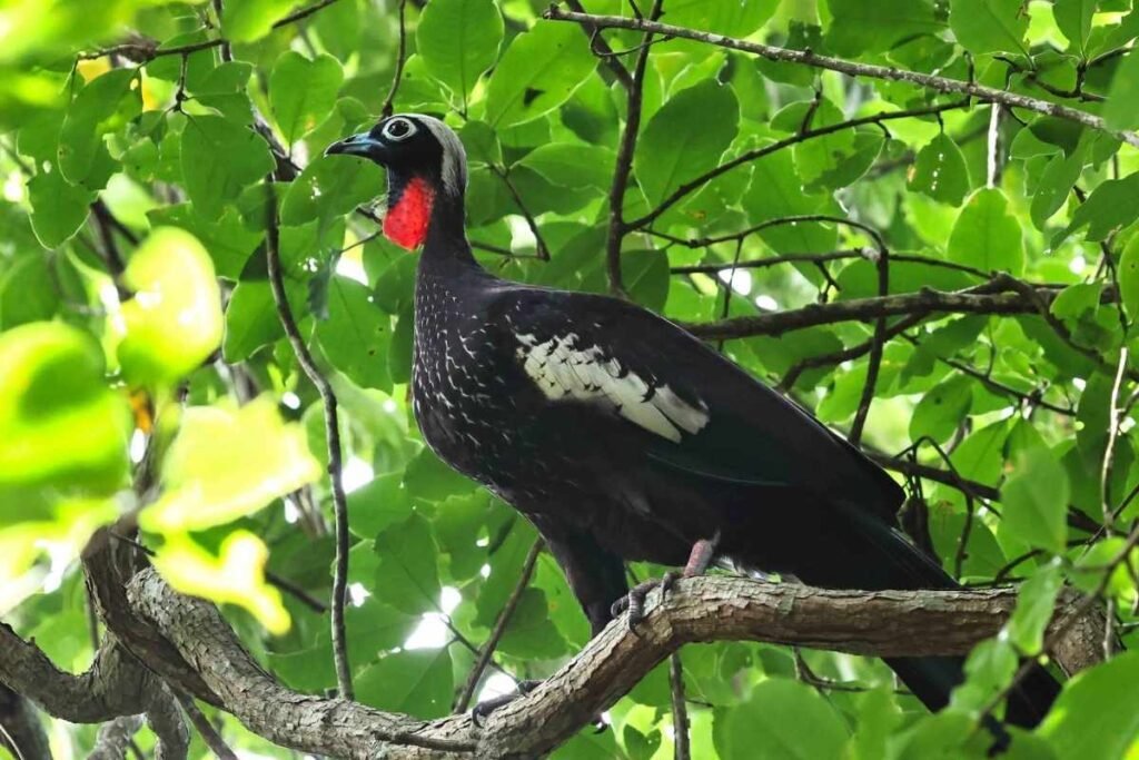 jacutinga, ave tipica do brasil