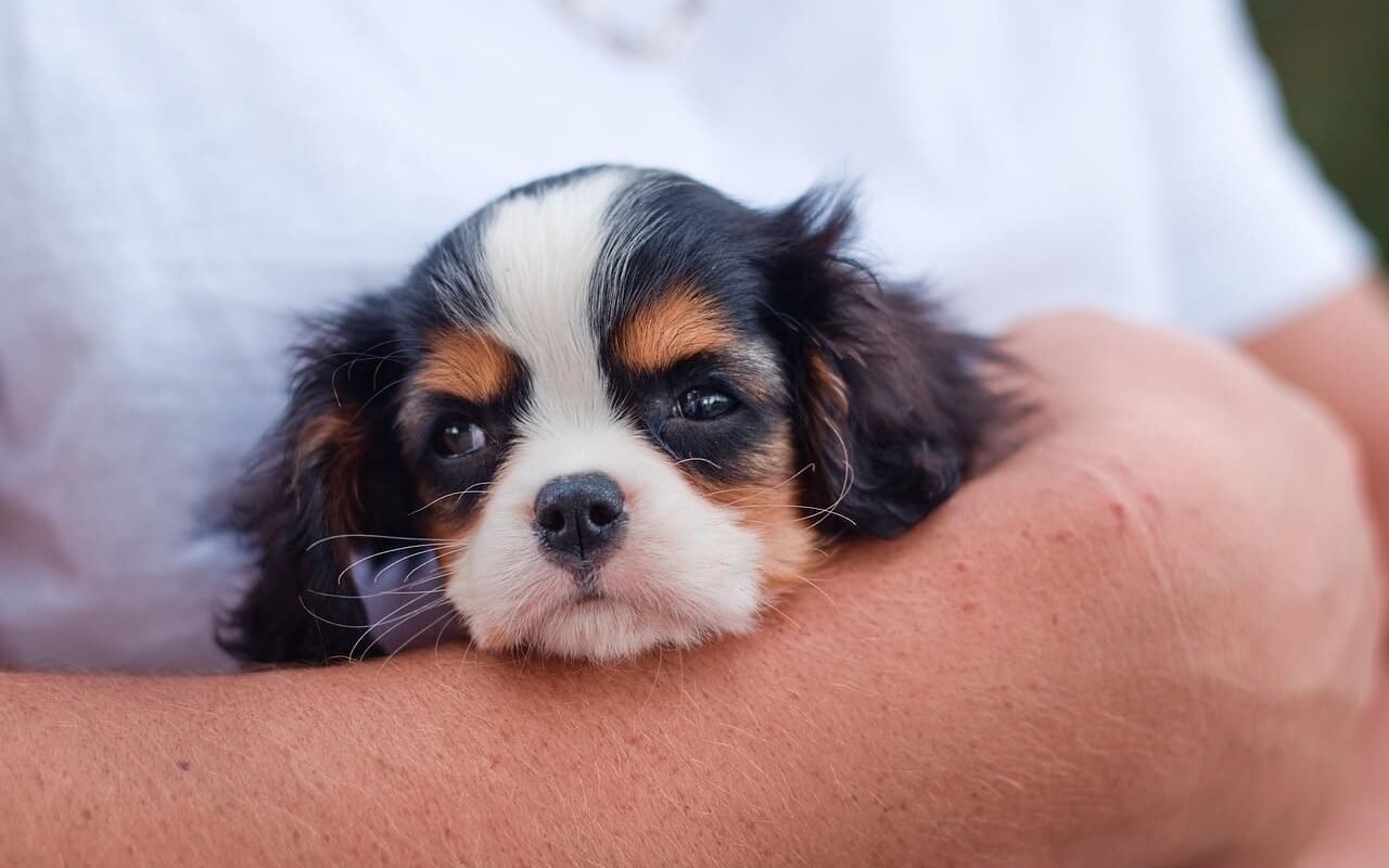 cachorro bom para apartamento