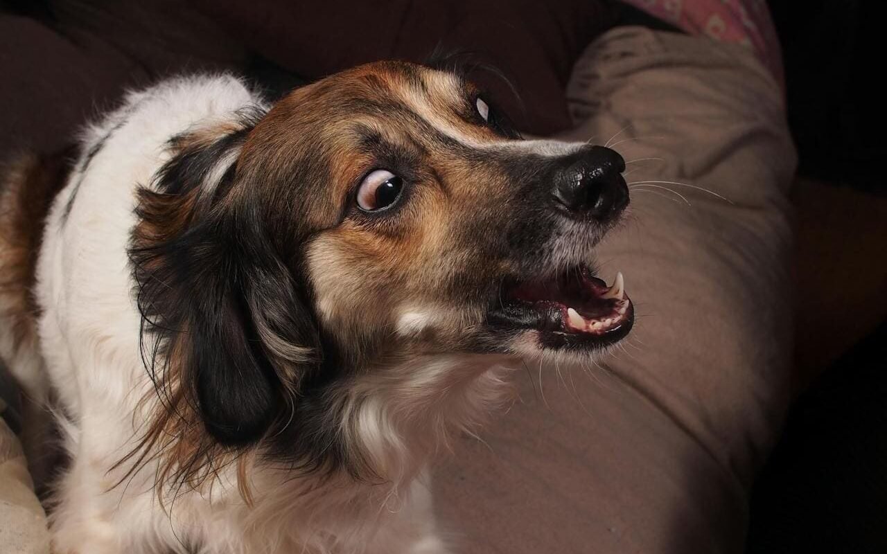 cachorro latindo muito