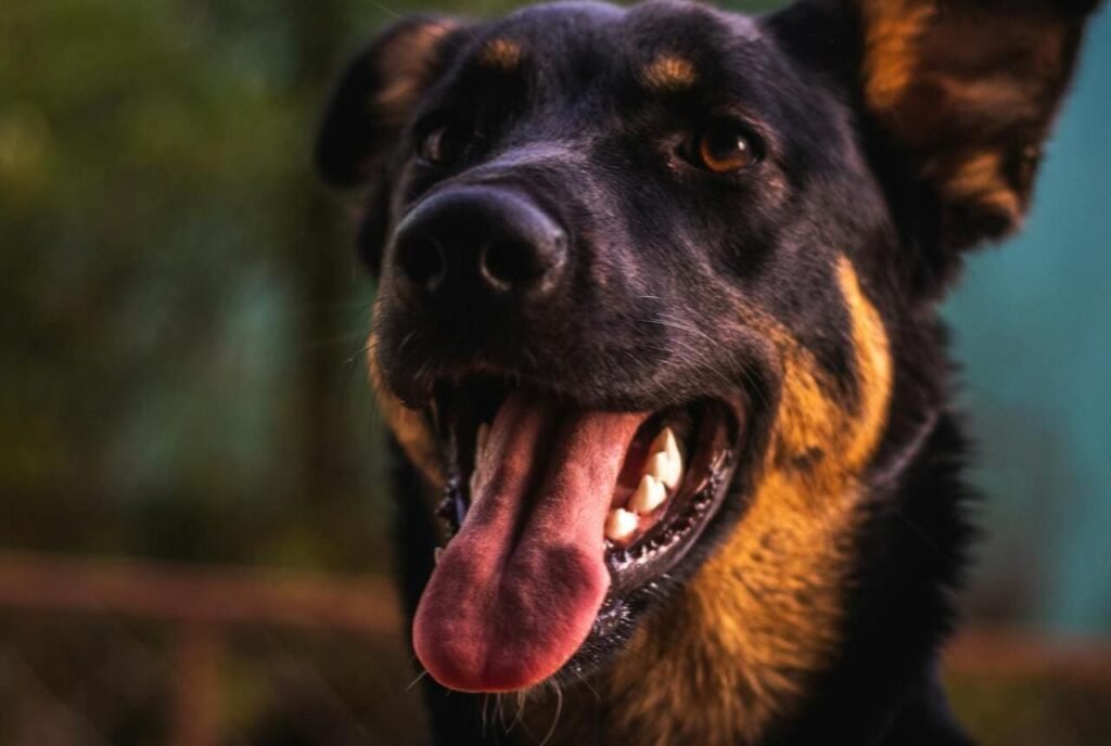 cachorro pode latir à noite cachorros podem latir a noite