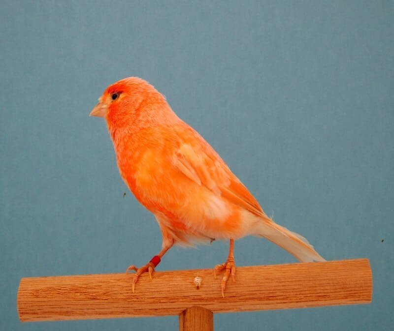 canário belga laranja