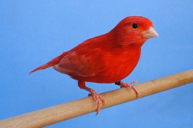 canário belga vermelho