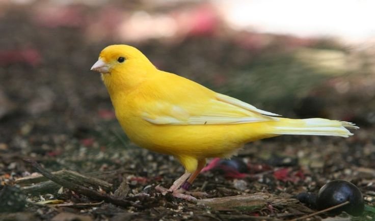 canário belga amarelo nevado
