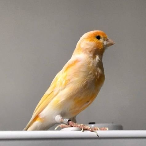 canário belga mesclado