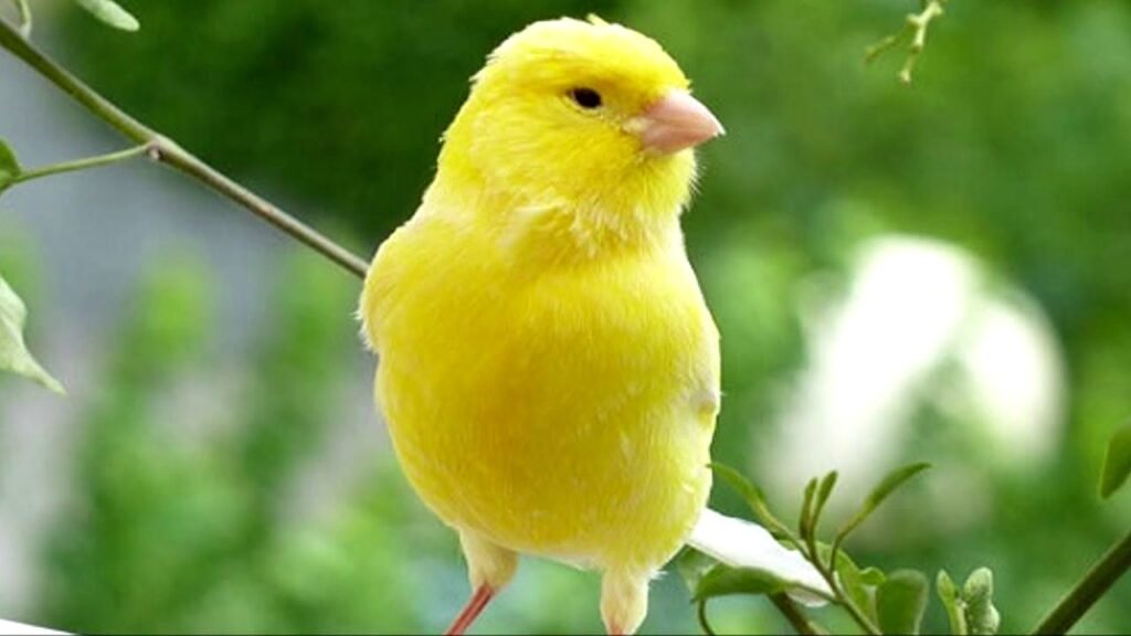 canário belga amarelo