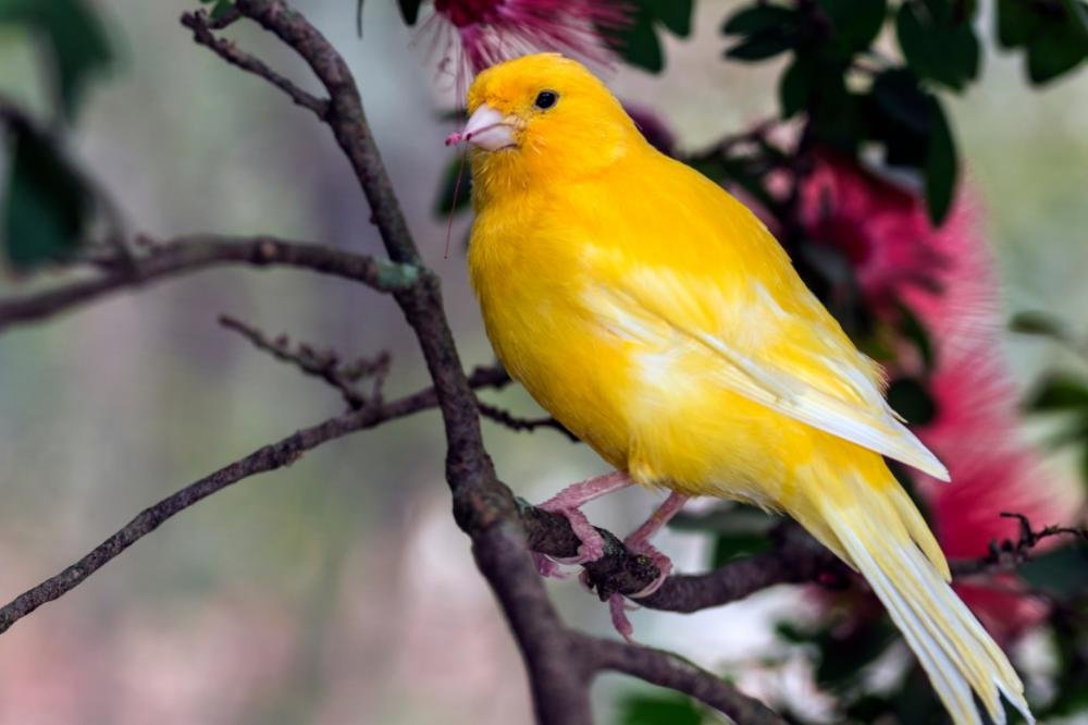 Um canário belga amarelo vibrante empoleirado em um galho de árvore livre na natureza