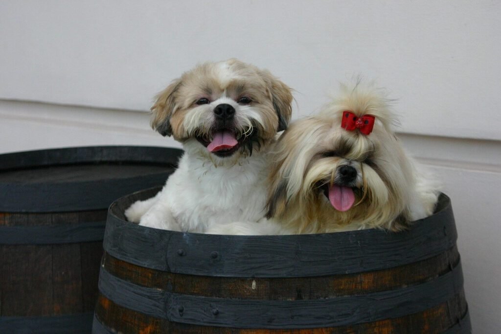variações da raça shih tzu